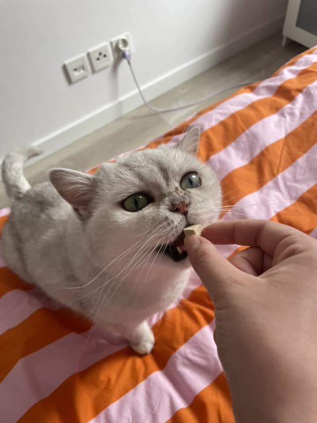 Petsitter Petsy karmi kota przysmakiem podczas wizyty domowej