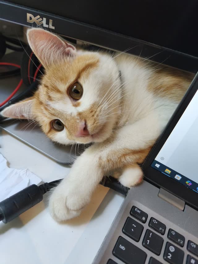 Kot odpoczywa przy biurku podczas opieki domowej