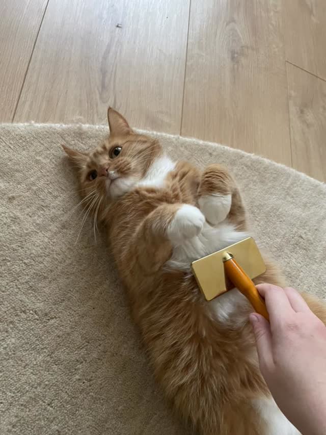 Petsitter Petsy szczotkuje rudego kota podczas wizyty