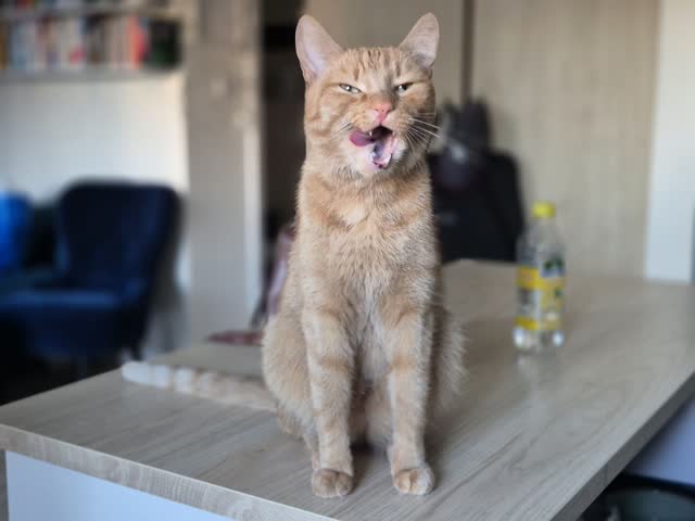 Rudy kot podczas opieki petsittera Petsy