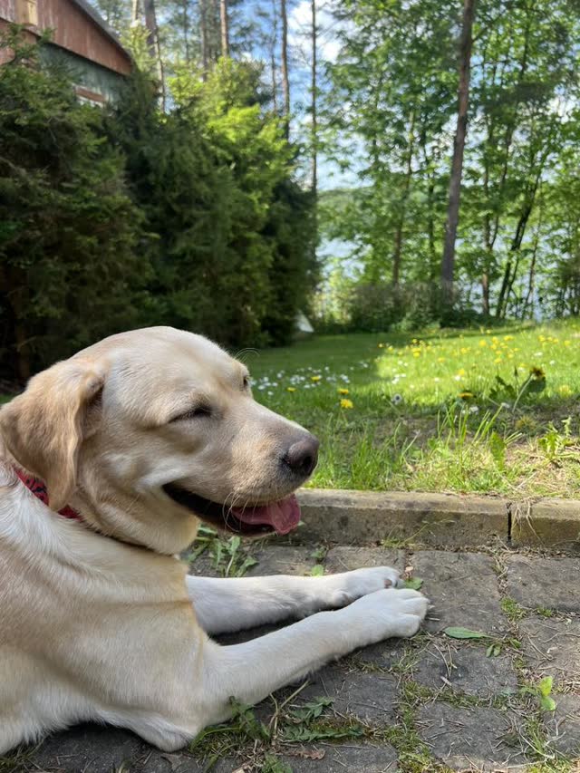 Żółty labrador wypoczywa w ogrodzie pod opieką petsittera Petsy