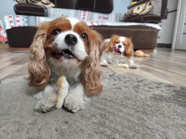 Dwa cavalier king charles spaniele odpoczywają w domu