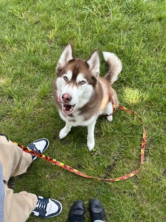 Husky na trawie podczas spaceru z petsitterem Petsy