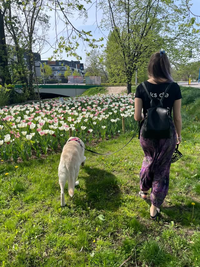 Petsitterka Petsy na wiosennym spacerze z psem wśród tulipanów