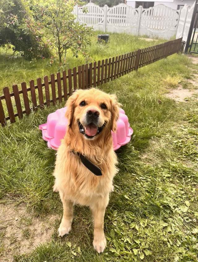 Golden retriever w ogrodzie podczas opieki petsittera
